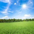 Green field of clover and bright sun on the blue sky Royalty Free Stock Photo