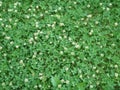 Green field of Clover or trefoil, background and texture. Royalty Free Stock Photo