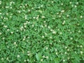 Green field of Clover or trefoil, background and texture.