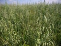 Oat field green spikes and sky Royalty Free Stock Photo