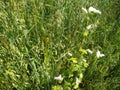 Oat field green spikes and sky Royalty Free Stock Photo