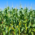 Green field with corn. Blue cloudy sky. Agricultural landscape Royalty Free Stock Photo