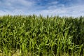 Green field with corn. Blue cloudy sky. Royalty Free Stock Photo