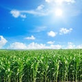 Green field with corn. Blue cloudy sky and sun Royalty Free Stock Photo