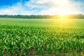 Green field with corn. Blue cloudy sky and sunrise . Royalty Free Stock Photo