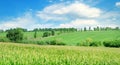 Green field with corn. Blue cloudy sky. Wide photo Royalty Free Stock Photo