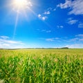 Green field with corn. Bright sun on the blue sky Royalty Free Stock Photo