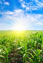 Green field with corn. The bright sun on the blue sky Royalty Free Stock Photo