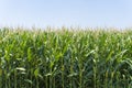 A green field of corn growing up Royalty Free Stock Photo