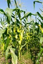 Green field of corn growing up Royalty Free Stock Photo