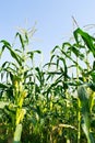 Green field of corn growing up Royalty Free Stock Photo