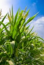 Green field of corn growing up Royalty Free Stock Photo