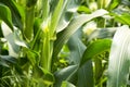 Green field of corn growing up Royalty Free Stock Photo