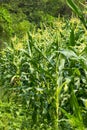 Green field of corn growing up Royalty Free Stock Photo
