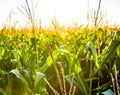 A green field of corn growing up Royalty Free Stock Photo