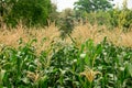 Green field of corn growing up in farm Royalty Free Stock Photo