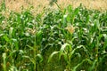 Green field of corn growing up in farm Royalty Free Stock Photo