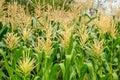 Green field of corn growing up in farm Royalty Free Stock Photo