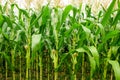 Green field of corn growing up in farm Royalty Free Stock Photo