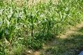 Green field of corn growing up in farm Royalty Free Stock Photo