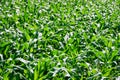 Green field of corn growing up in farm Royalty Free Stock Photo
