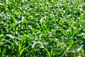 Green field of corn growing up in farm Royalty Free Stock Photo