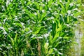 Green field of corn growing up in farm Royalty Free Stock Photo