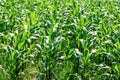 Green field of corn growing up in farm Royalty Free Stock Photo