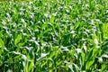 Green field of corn growing up in farm Royalty Free Stock Photo