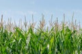 Green field of corn growing up in farmland Royalty Free Stock Photo