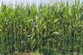 A green field of corn growing up at Israel Royalty Free Stock Photo