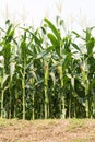 Green field of corn growing up Royalty Free Stock Photo