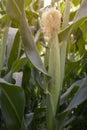 Green field of corn growing up in Thailand. Royalty Free Stock Photo