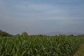 Green field of corn growing up in Thailand. Royalty Free Stock Photo