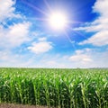 Green field with corn and sun on Blue cloudy sky Royalty Free Stock Photo