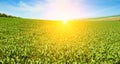 Green field with corn and sunrise. Wide photo Royalty Free Stock Photo