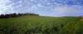 Green field of corn in the village of Bethlehem of Galilee in the north of Israel