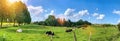 Green field with cows trees and blue sky. Panoramic view to grass, trees and flowers on the hill on sunny spring day Royalty Free Stock Photo
