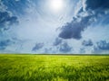 Green field of cultivated grain crop, bright sun and dark clouds in blue sky. Good grain harvest forecast