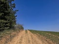 Dirt road, border line of a green field and a pine forest with the clear blue sky Royalty Free Stock Photo