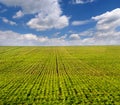 field in early spring sprouts from winter wheat or rye, sky with clouds on the horizon Royalty Free Stock Photo