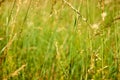 Green field, ears of cereal plants of natural forms Royalty Free Stock Photo