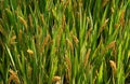 Green field with ears of rice