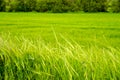 Green field of eat of wheat close up view Royalty Free Stock Photo