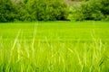 Green field of eat of wheat close up view Royalty Free Stock Photo