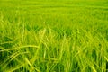 Green field of eat of wheat close up view Royalty Free Stock Photo