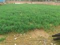 Green field farmed by indian farmers Royalty Free Stock Photo