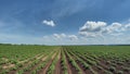 Green Field of Flowering Potatoes. Young potatoes from which delicious chips are made