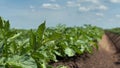 Green Field of Flowering Potatoes. Young potatoes from which delicious chips are made