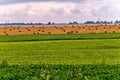 A green field, followed by haymaking with a lot of stacks of yellow, dry hay